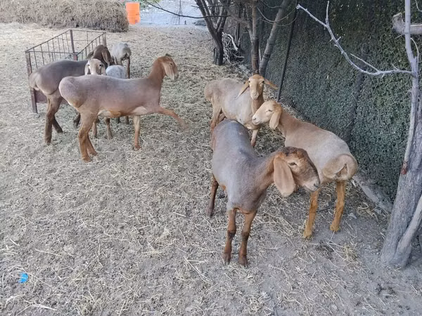 Ram, Arashan sheep