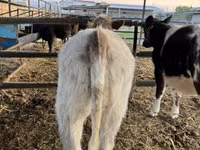 Cattle (batch, sex not specified), Belgian Blue — photo 8