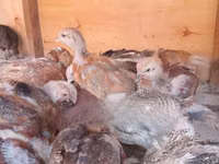 Chickens — foto 3
