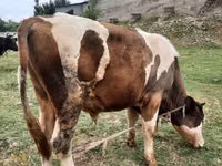 Bulle, Simmental cattle — Foto 5