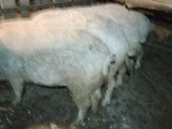 Boar,  — Hungary