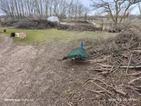 Turkeys — fotografija 6