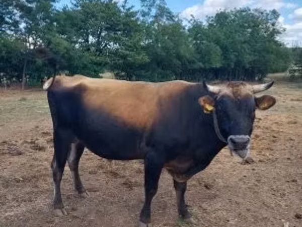 Bull, Jersey breed