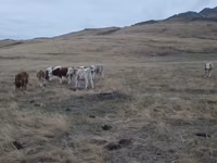 सांड, Simmental cattle — फ़ोटो 5