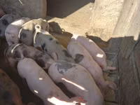 Sow, Pigs — photo 2