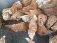 Chickens — foto 1
