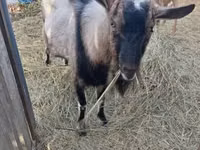 แพะตัวเมีย, Italian Alpine goat — รูปภาพ 2