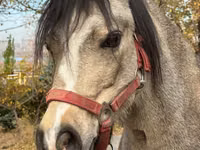 Mare, Welsh Mountain Pony — photo 1