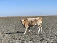 Гов, Чорвои калон — акс 3