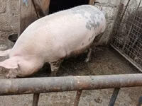 Sow, Pigs — photo 2