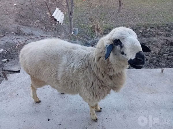 Ram, Sheep — Uzbekistan