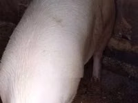 Boar, Pigs — photo 2