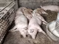 Boar, Pigs — photo 1