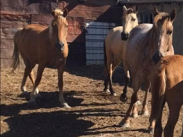 Faras dhaddig, Horses — Kasaakhistaan