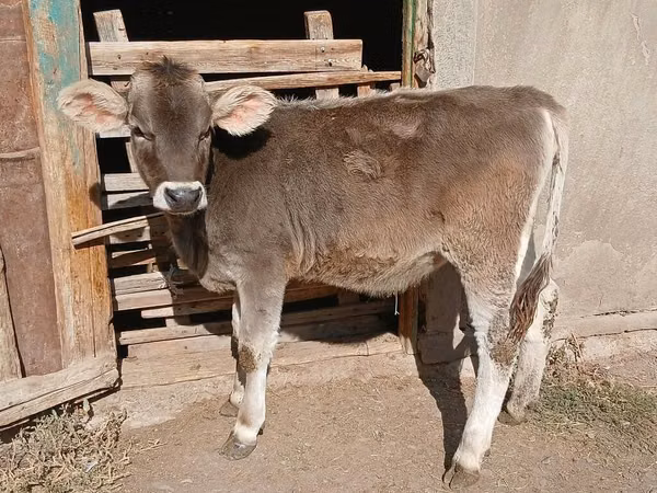 Cow, Swiss cattle