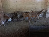 میش, گوسفند — عکس 1