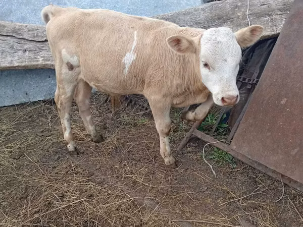 Bull, Cattle — Kazakhstan