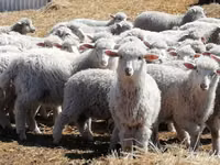 Sheep (batch, sex not specified), Sheep — photo 3