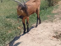 雌ヤギ, Saanen goat — 写真 3