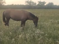 Mare, Kazakh horse — photo 4