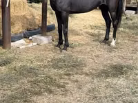 Kuda betina, Horses — foto 2