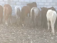 Kůň, Koně — foto 4