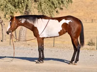 Mare, National Show Horse — photo 1