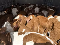 황소, Simmental cattle — 사진 5
