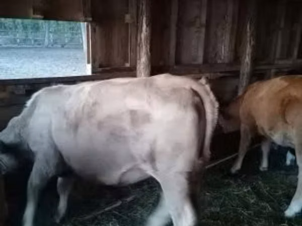 Cow, Cattle — Hungary