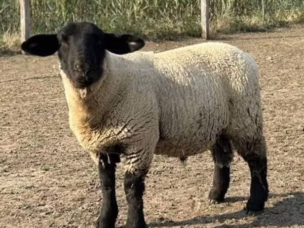 Ram, White Suffolk sheep