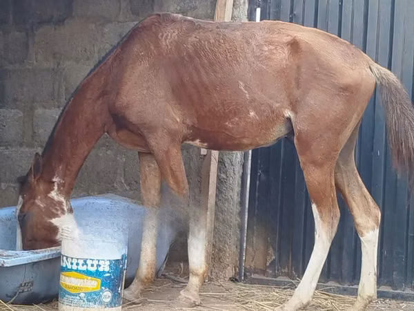 Faras, Horses