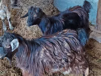 بز ماده, بز — عکس 1