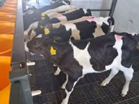 Bull, Russian Black pied cattle — photo 1