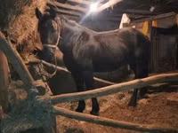 At, Nonius horse — foto 4