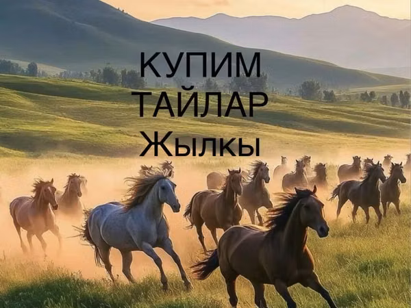 Horse (M), Horse breed — Kazakhstan