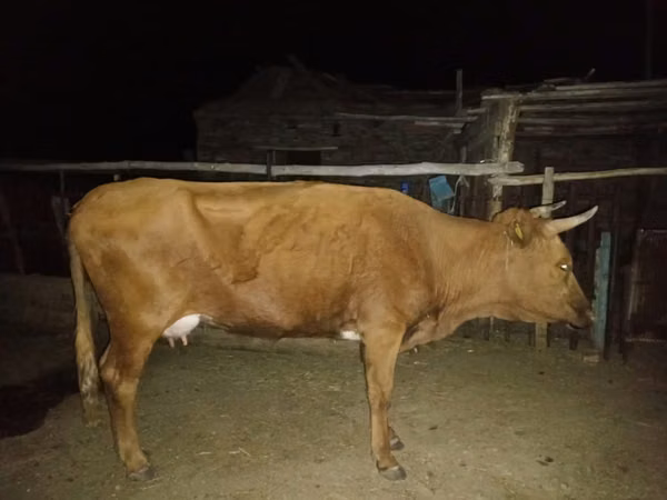 گاو ماده, Latvian Blue cattle