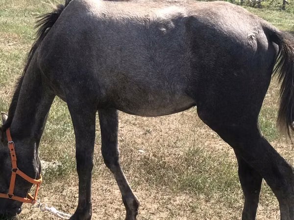 Horse (M), Friesian sport horse — Kyrgyzstan
