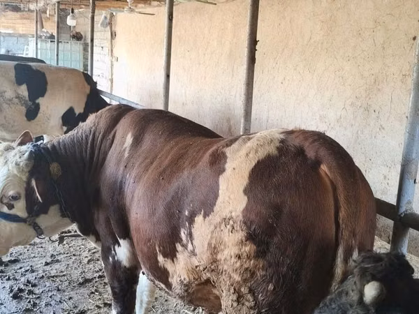 Kuh, Simmental cattle