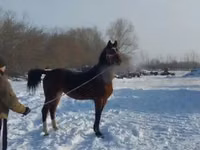 Kůň, Koně — foto 1