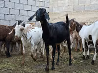 Cabra, Cabras — foto 2