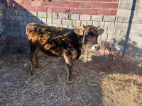 Vaca, Raza Alatau — foto 2