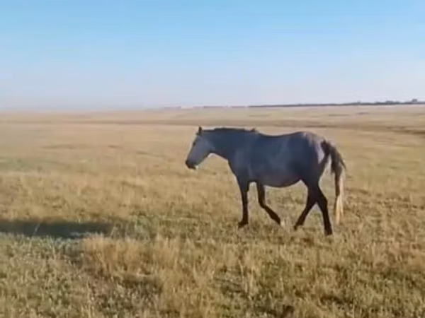 Mare, Horses — Kazakhstan