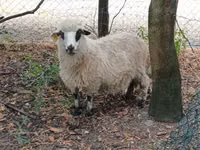 የጎትት አውራ በግ, Racka sheep — ፎቶ 3