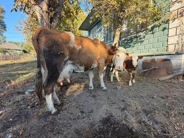 گاو ماده, Simmental cattle