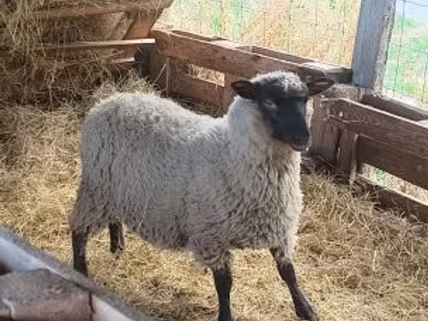Ram, Sheep — Hungary