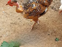 Chickens — foto 2