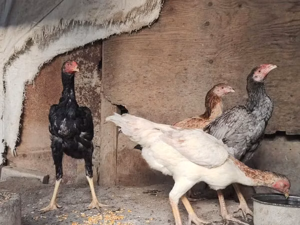 Shamo chickens