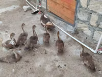 Ducks — photo 7