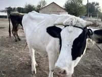 Cow, Swiss cattle — photo 2