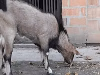 بز نر, Nubian Goat — عکس 1
